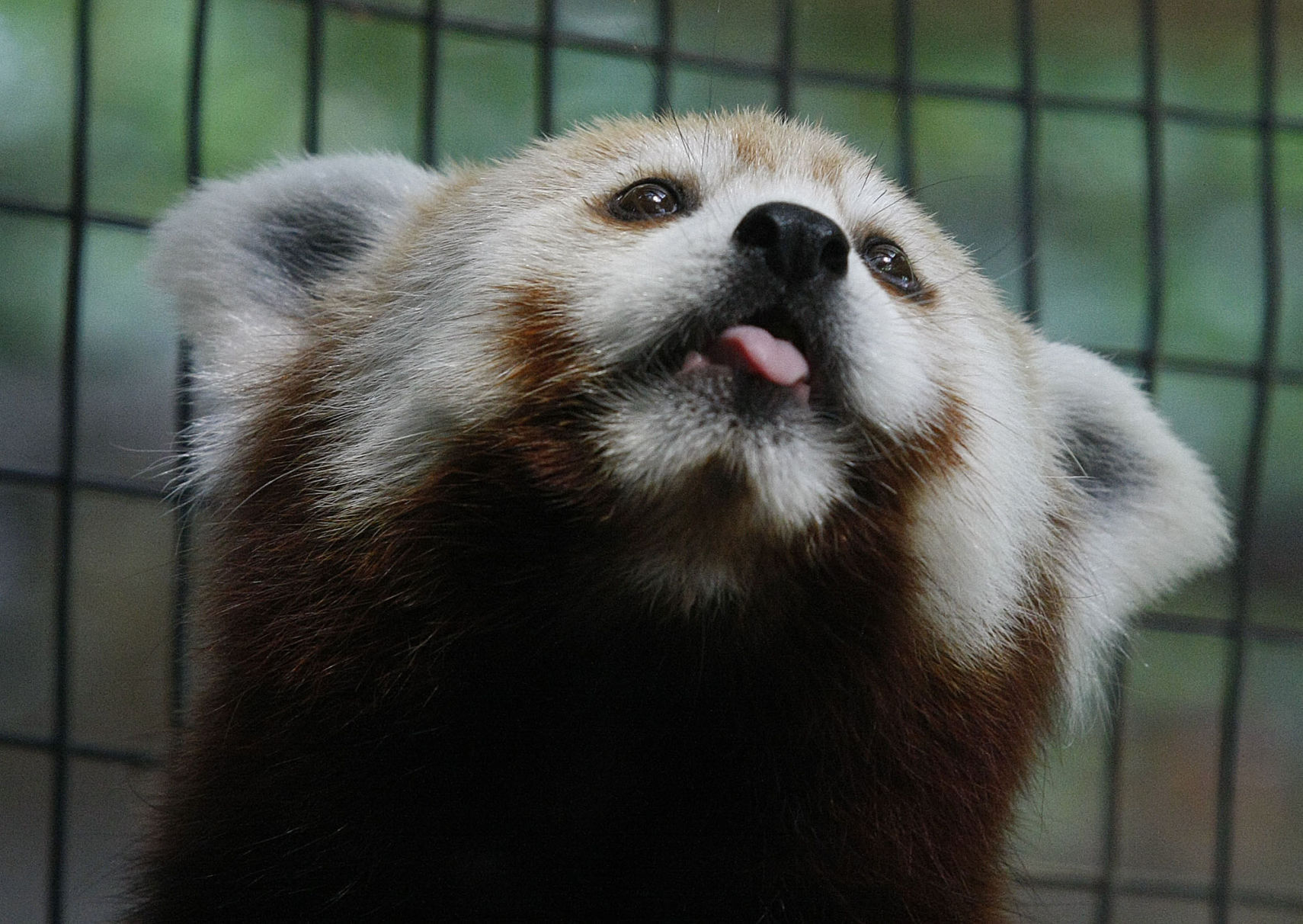 2013: Scovill Zoo Animals